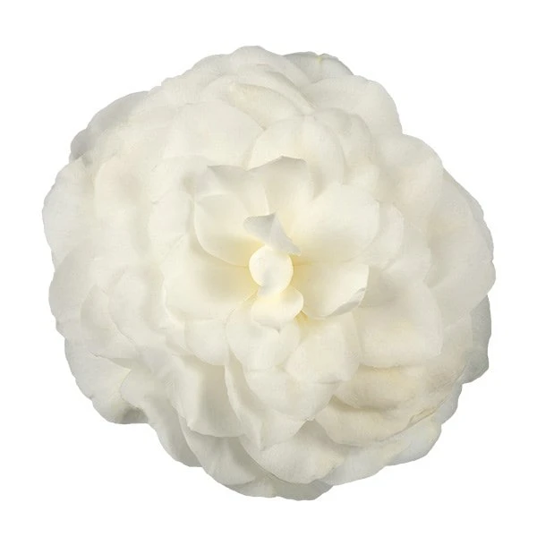 Camellia Japonica 'Nuccio's Gem' - Image 3