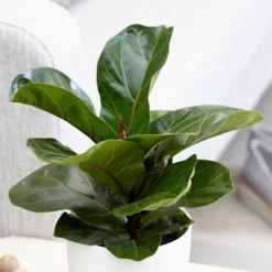 Ficus Lyrata 'Bambino' (PBR)
