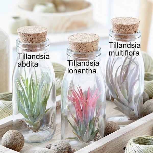 Air Plant In A Glass Bottle - Image 2
