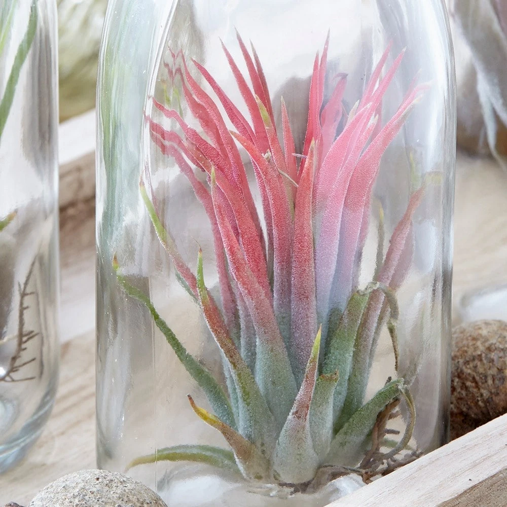 Air Plant In A Glass Bottle - Image 3