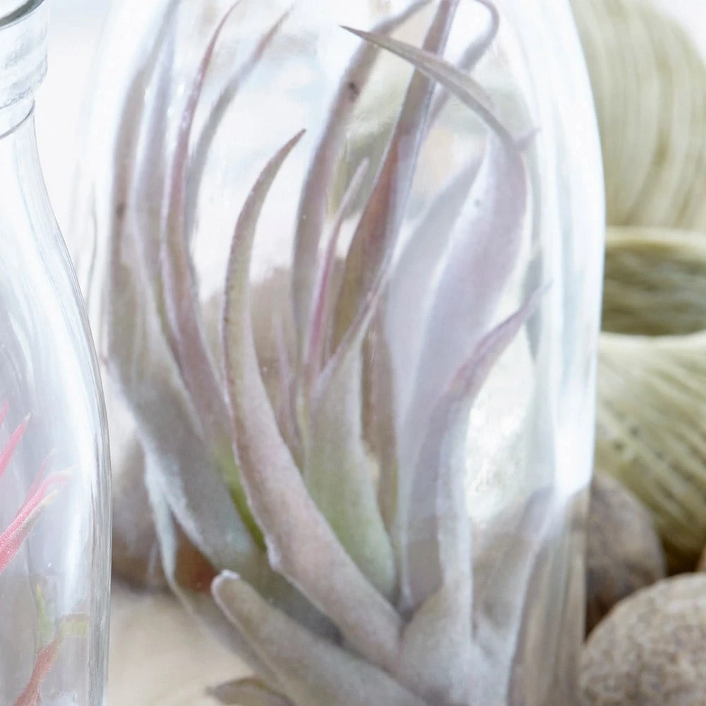 Air Plant In A Glass Bottle - Image 4