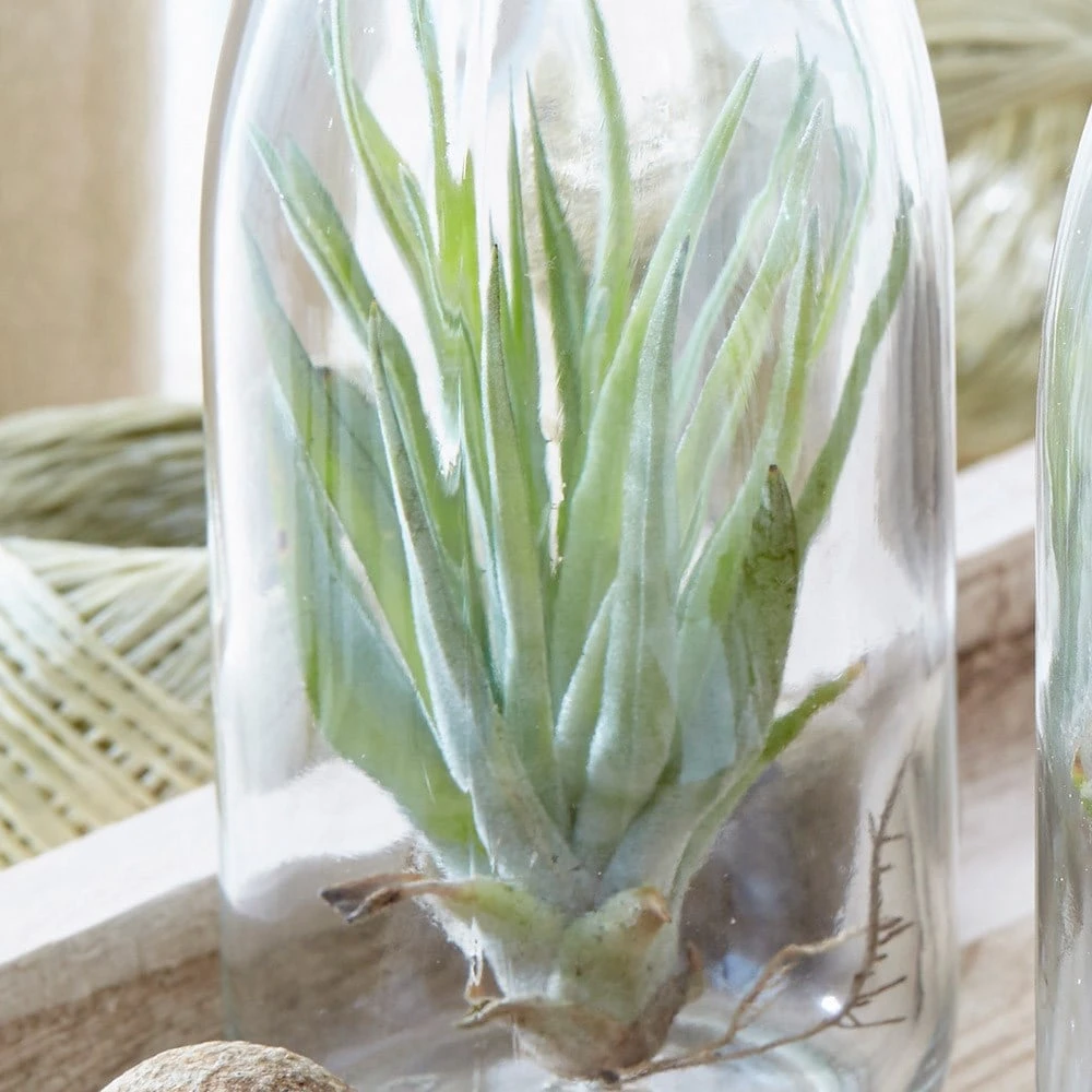 Air Plant In A Glass Bottle - Image 5