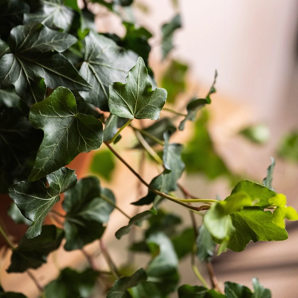 Hedera Helix 'Wonder' - Image 2