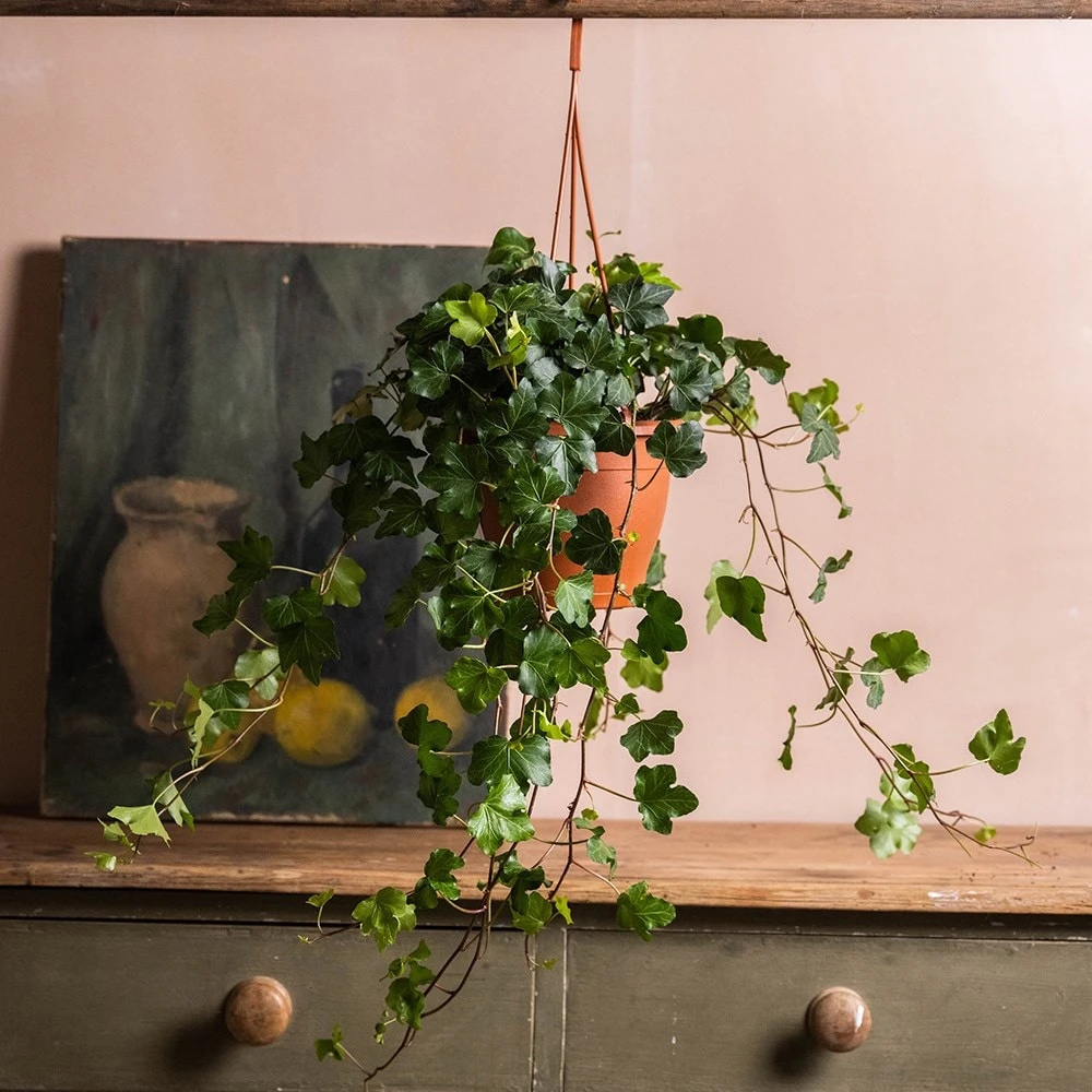 Hedera Helix 'Wonder' - Image 3