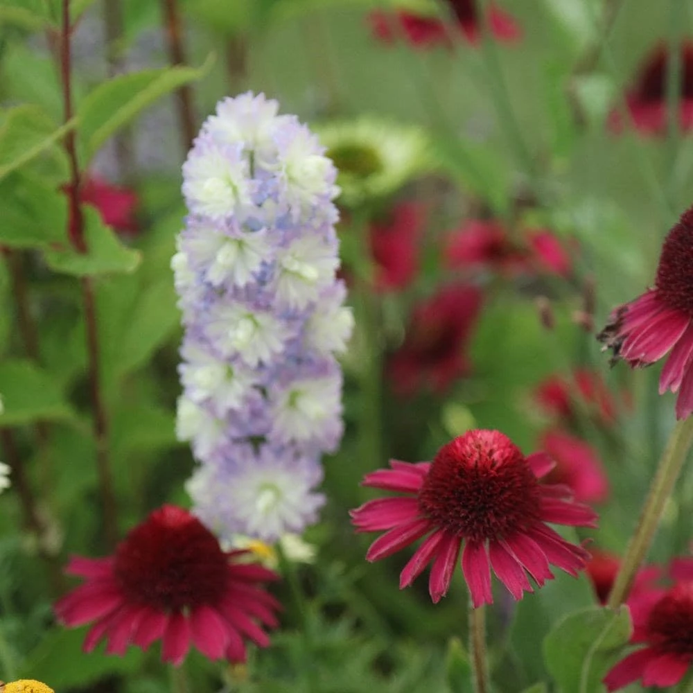 Echinacea Delicious Candy ('Noortdeli') (PBR) - Image 2