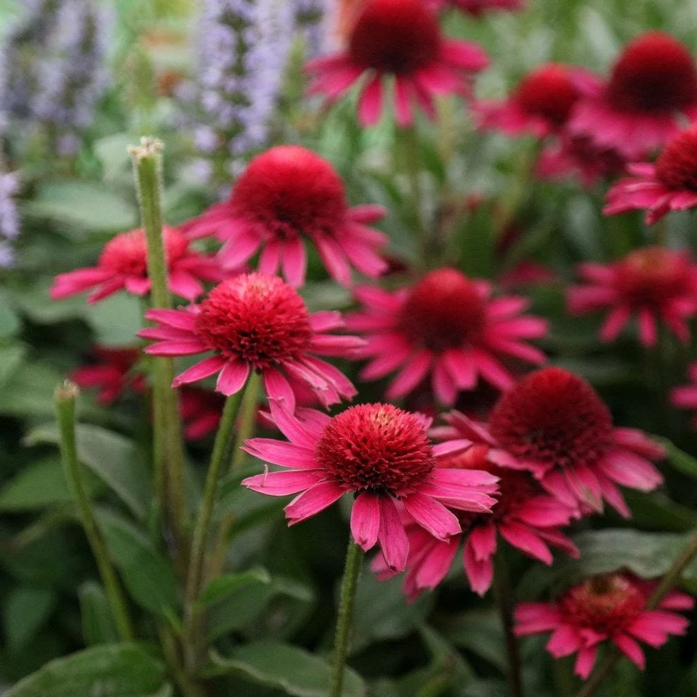 Echinacea Delicious Candy ('Noortdeli') (PBR) - Image 3
