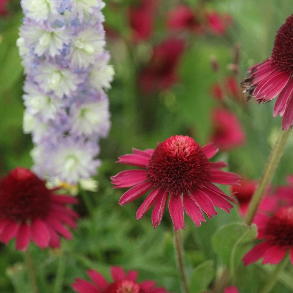 Echinacea Delicious Candy ('Noortdeli') (PBR) - Image 4