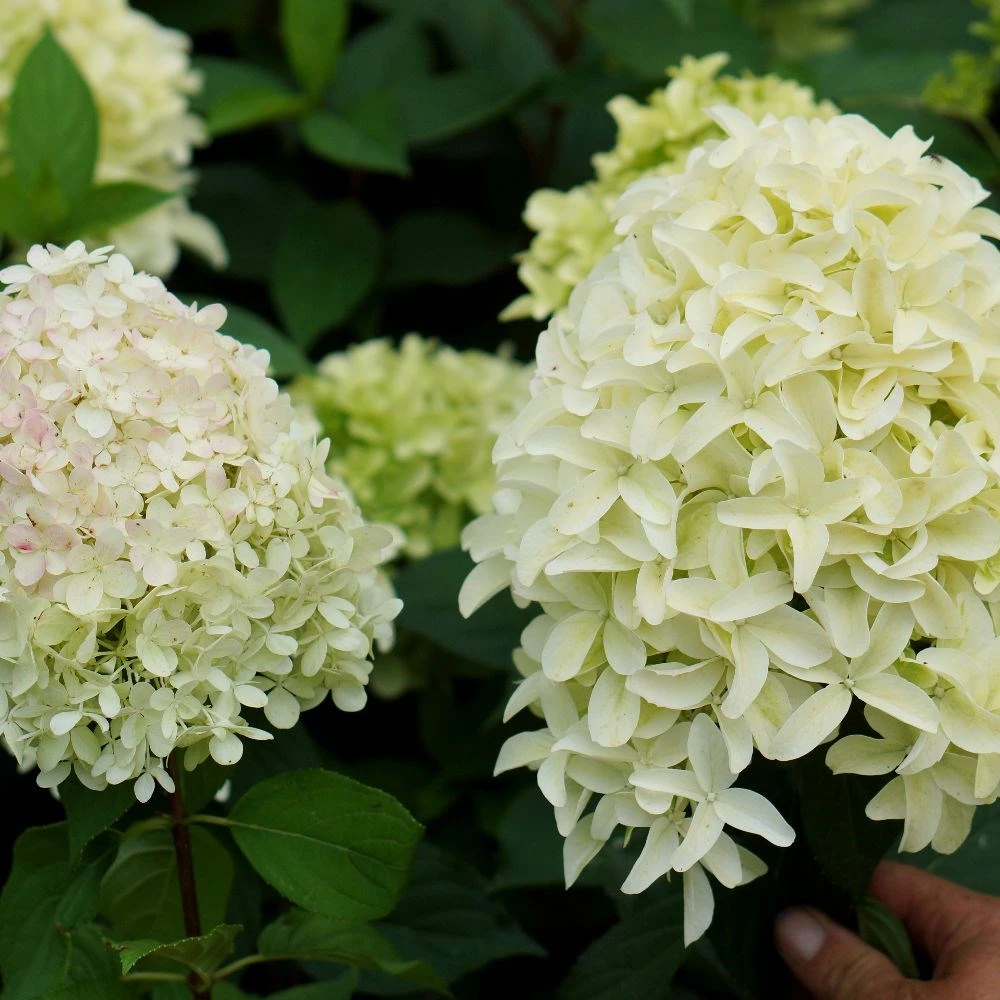 Hydrangea Paniculata Skyfall ('Frenne') (PBR) - Image 2
