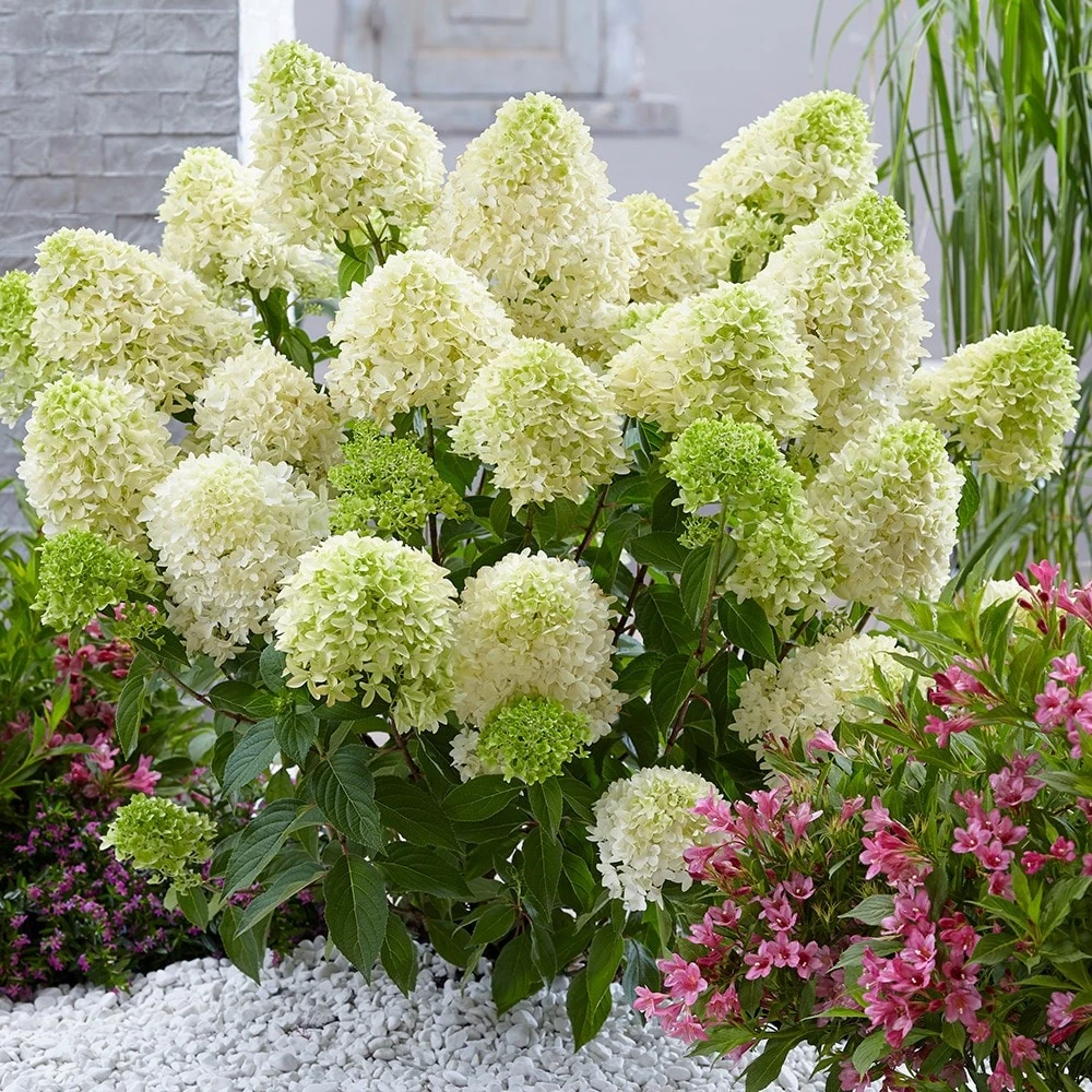 Hydrangea Paniculata Skyfall ('Frenne') (PBR) - Image 3