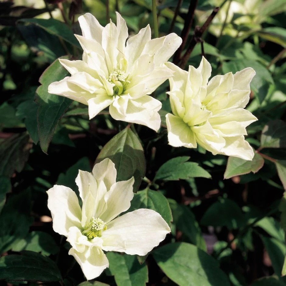 Clematis 'Star' (PBR)