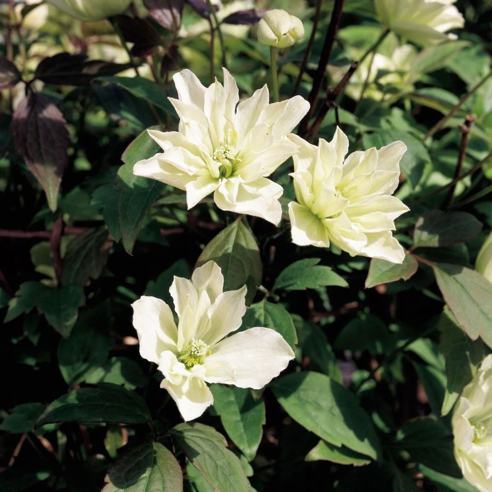 Clematis 'Star' (PBR) - Image 2