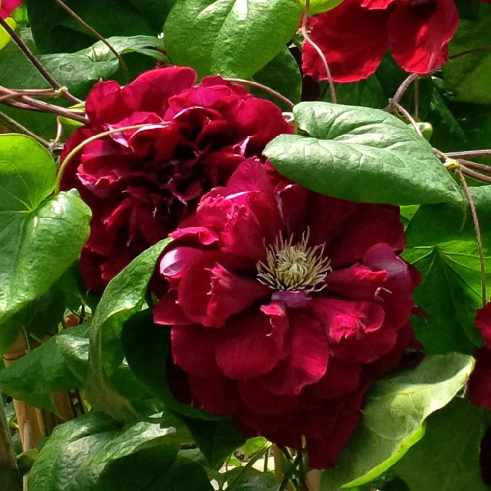 Clematis Charmaine ('Evipo022') (PBR) - Image 2