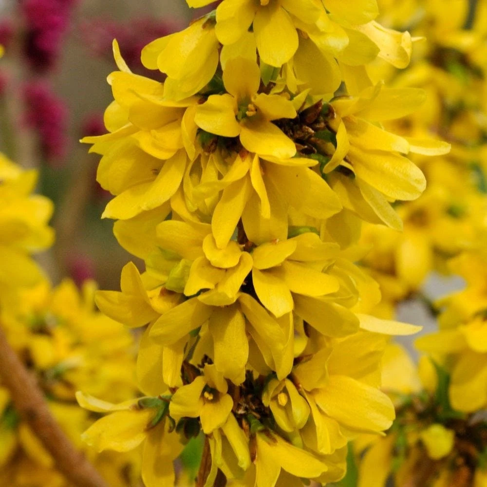 Forsythia × Intermedia Mikador ('Minfor6') (PBR) - Image 2