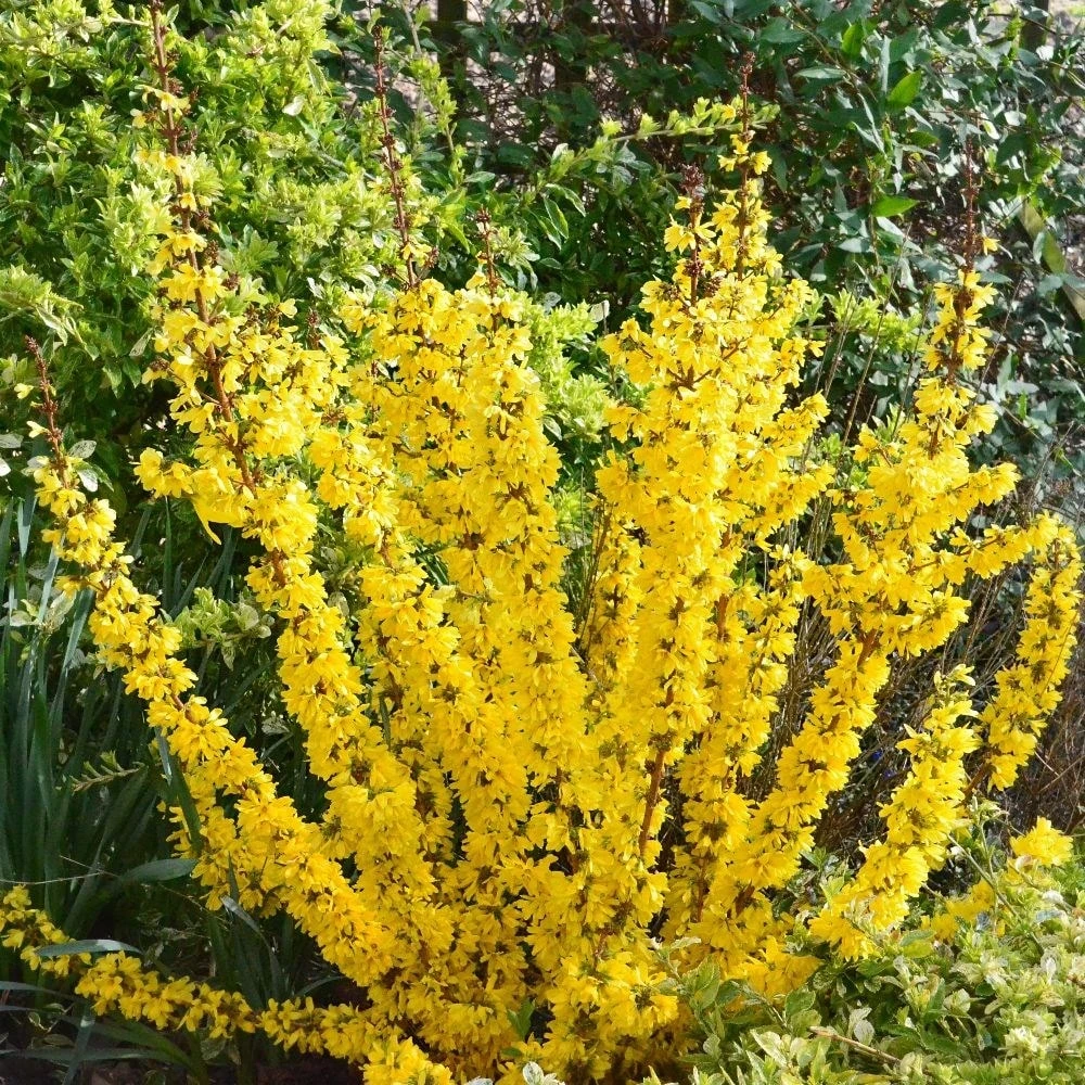 Forsythia × Intermedia Mikador ('Minfor6') (PBR) - Image 4
