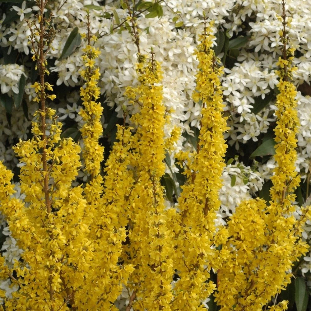 Forsythia × Intermedia Mikador ('Minfor6') (PBR) - Image 5