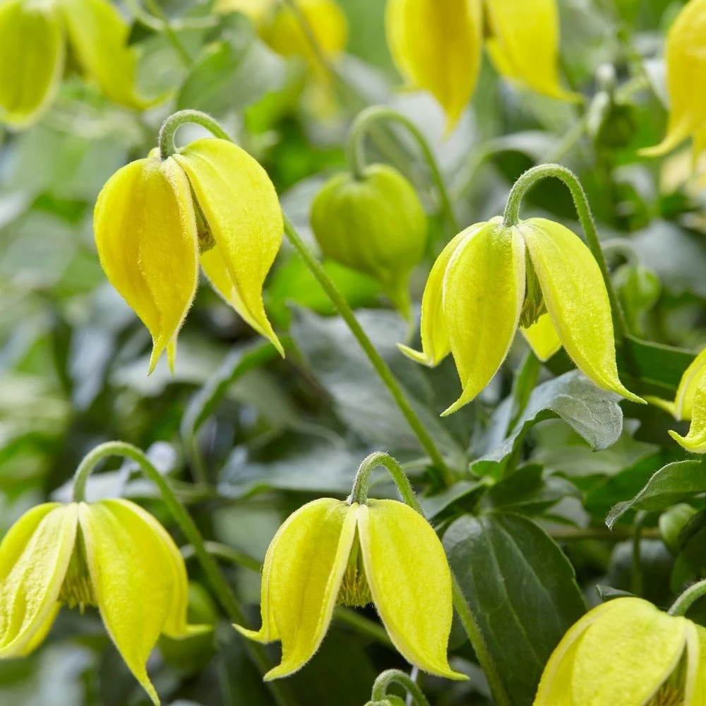 Clematis Little Lemons ('Zo14100') (PBR) - Image 2