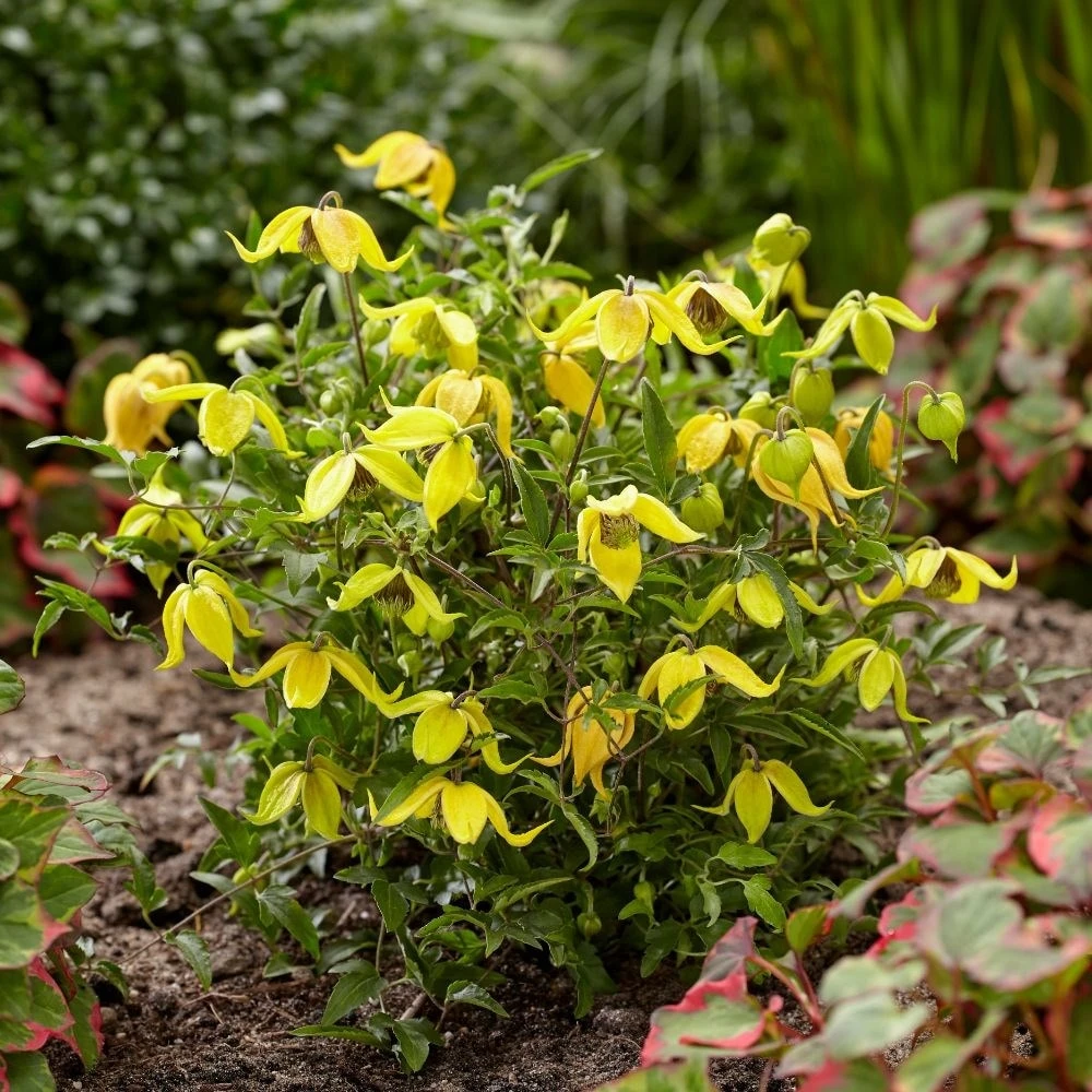 Clematis Little Lemons ('Zo14100') (PBR) - Image 3