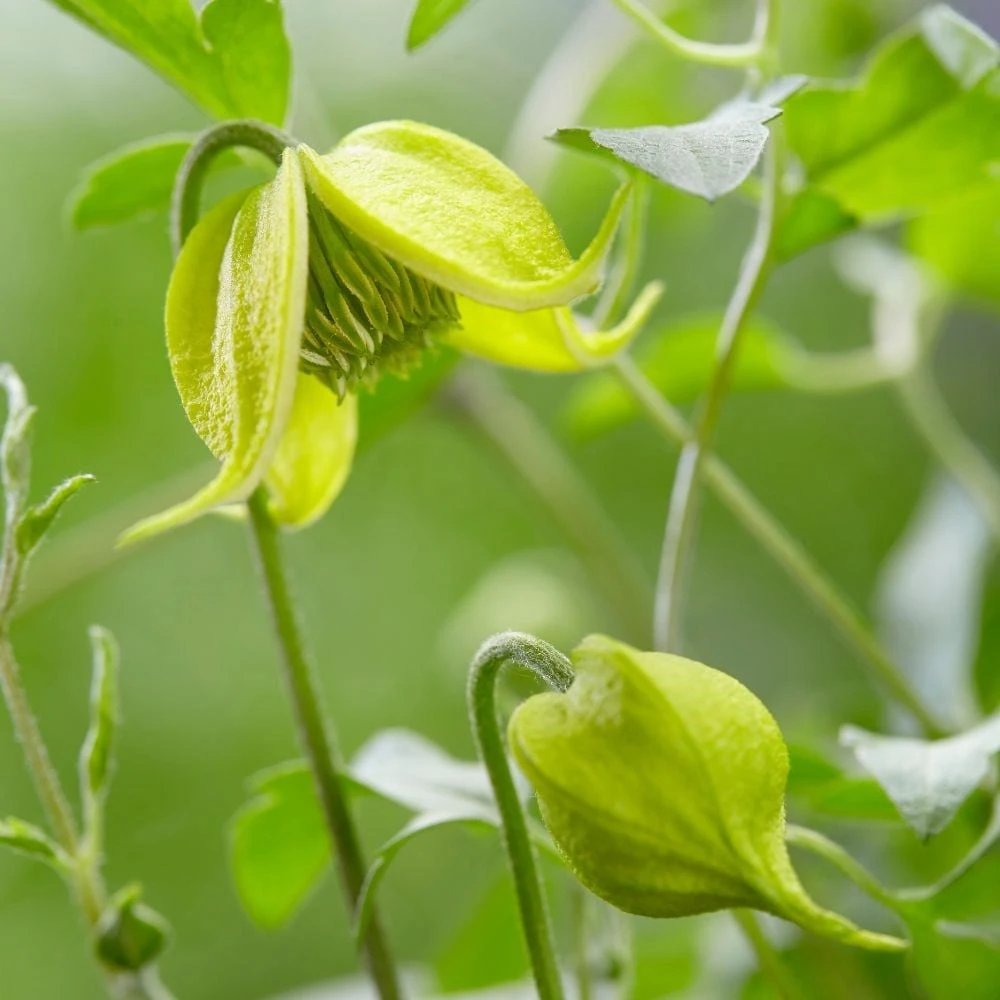 Clematis Little Lemons ('Zo14100') (PBR) - Image 4