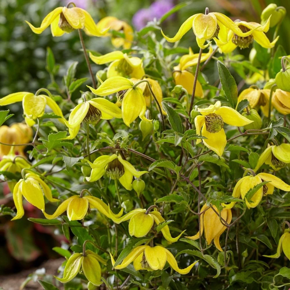Clematis Little Lemons ('Zo14100') (PBR) - Image 5