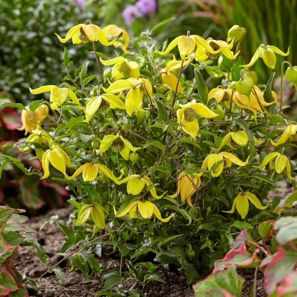 Clematis Little Lemons ('Zo14100') (PBR) - Image 7