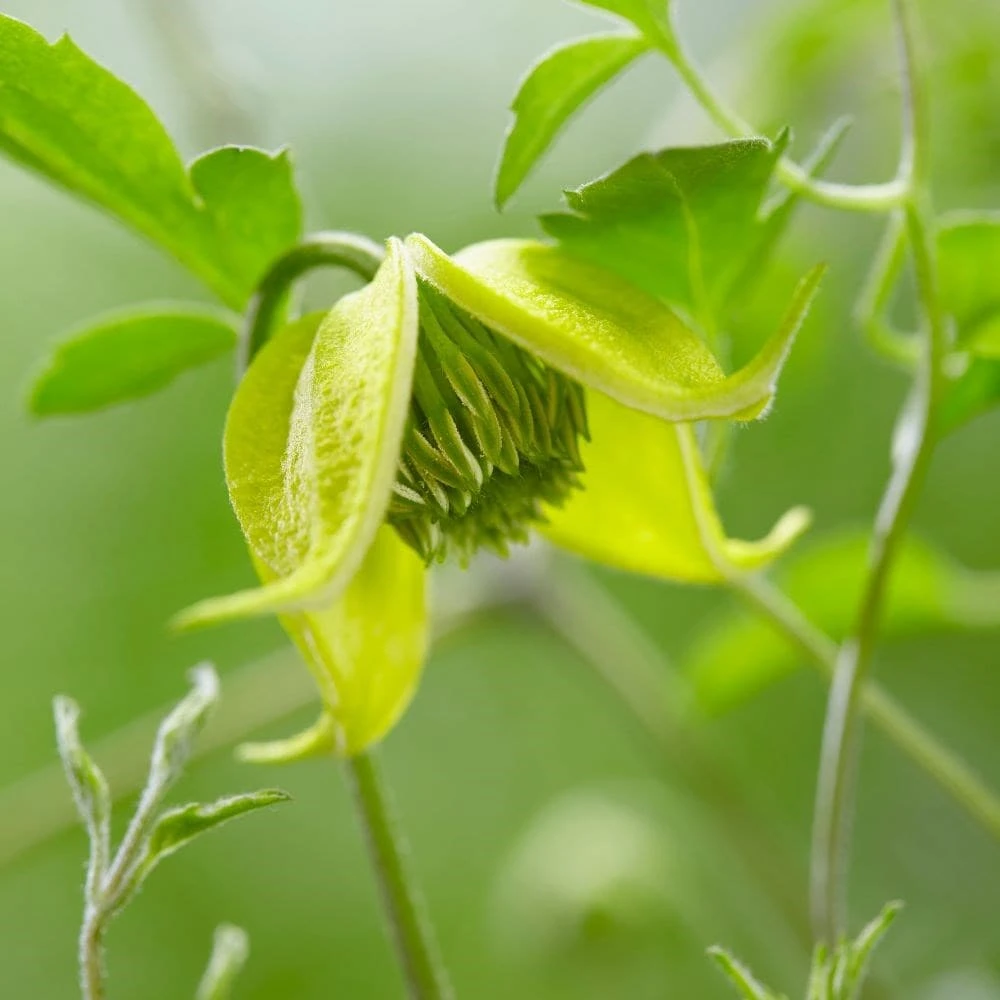 Clematis Little Lemons ('Zo14100') (PBR) - Image 8