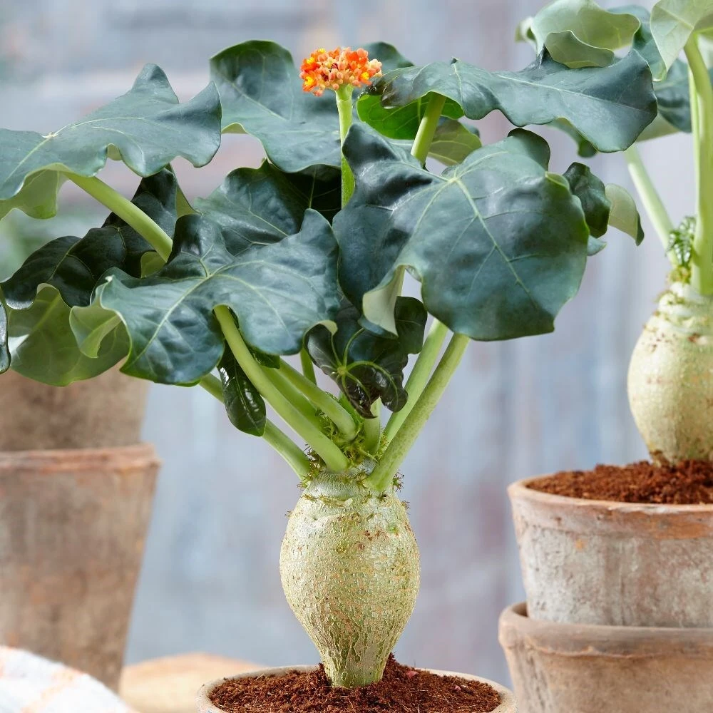 Jatropha Podagrica - Image 2