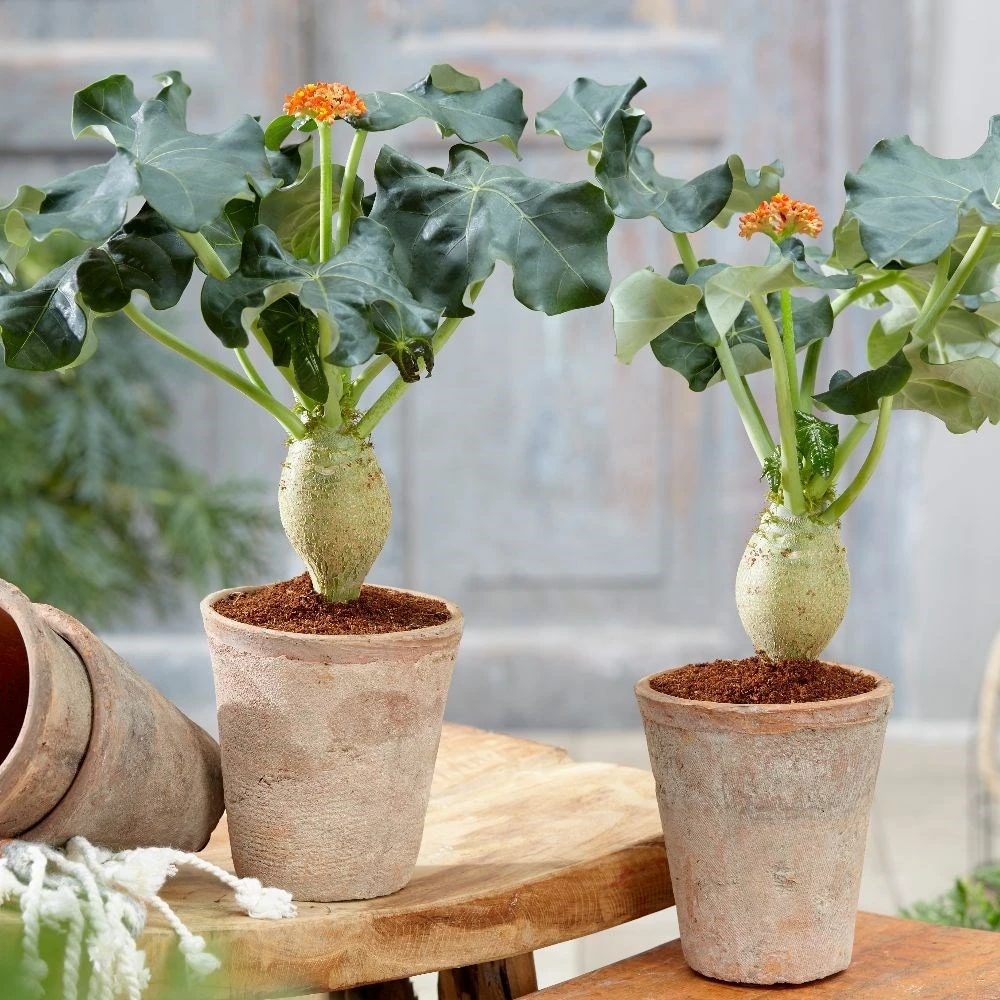 Jatropha Podagrica - Image 3