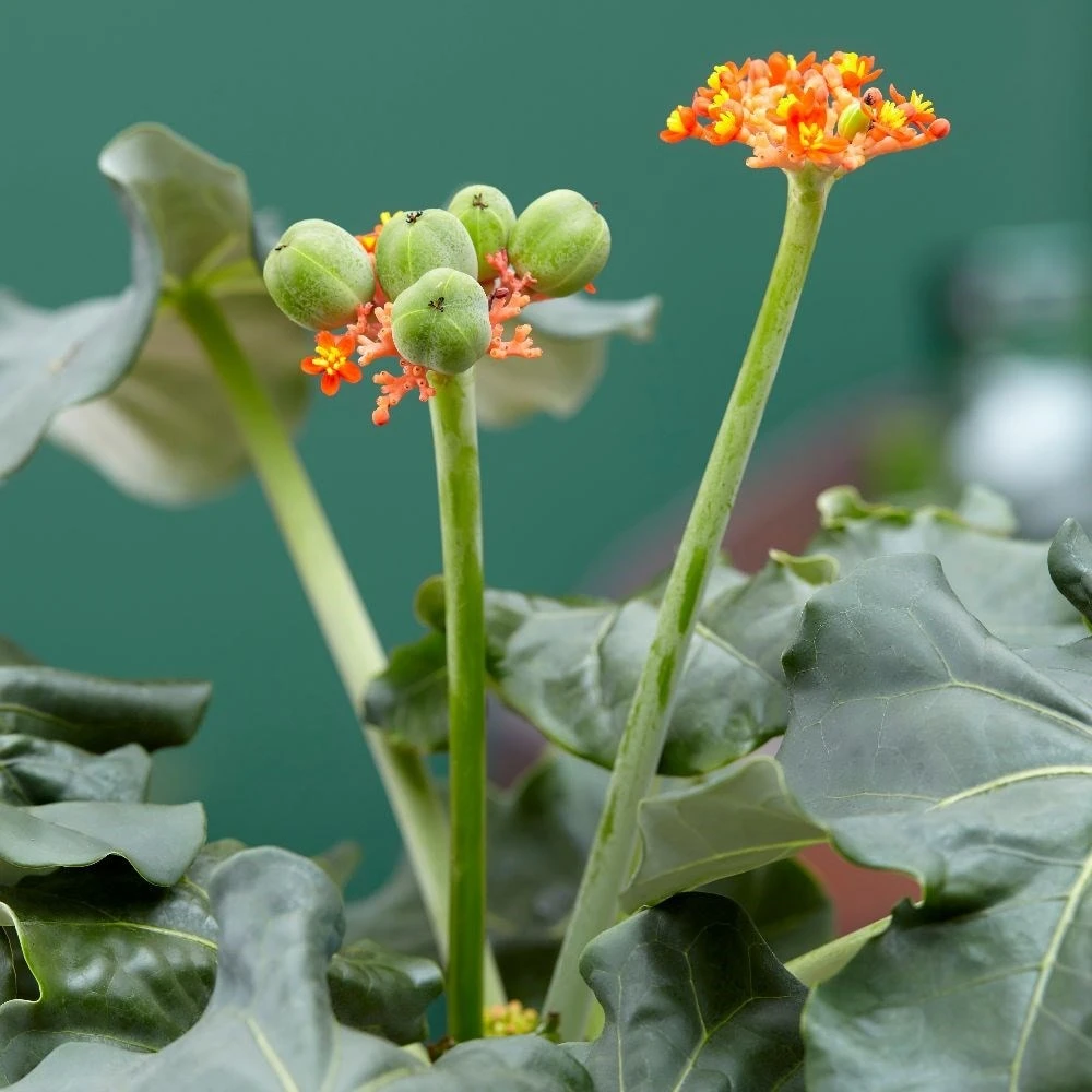 Jatropha Podagrica - Image 6