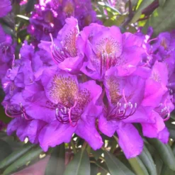 Rhododendron 'Monsieur Marcel Ménard'