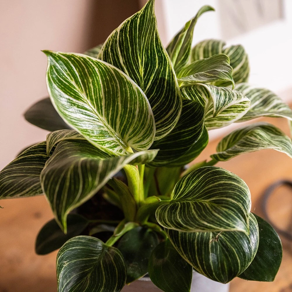 Philodendron 'Birkin' - Image 2