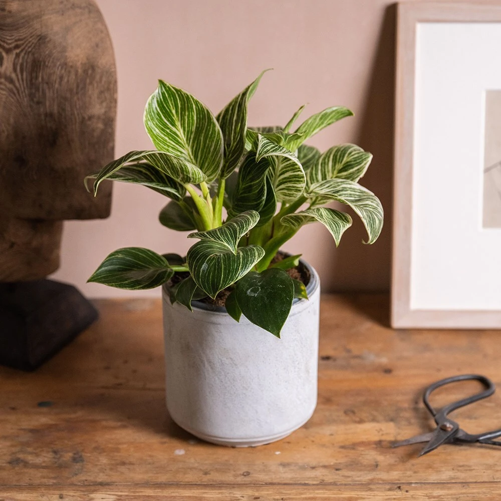 Philodendron 'Birkin' - Image 3