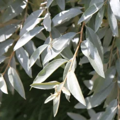 Elaeagnus 'Quicksilver'
