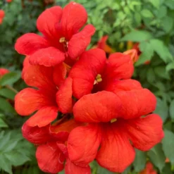 Campsis × Tagliabuana Summer Jazz Fire Trumpet ('Takarazuka Fresa') (Summer Jazz Series) (PBR)
