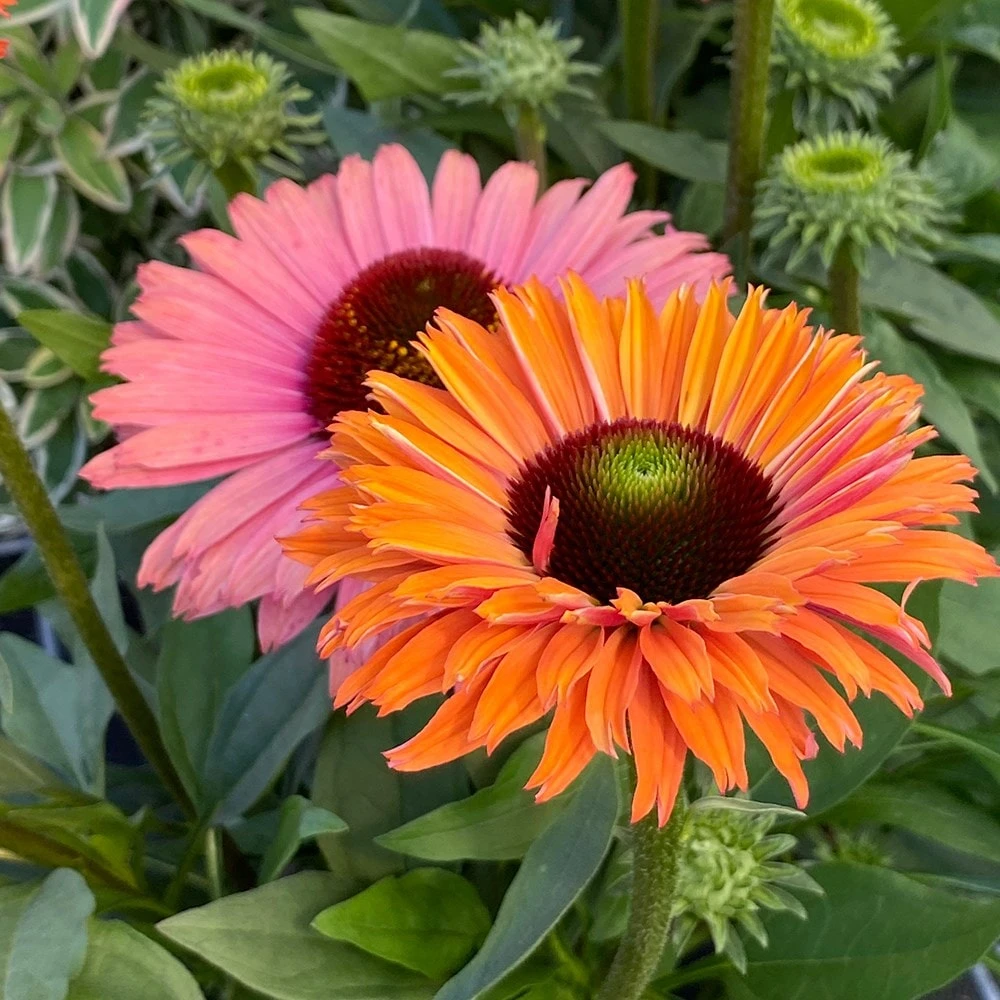 Echinacea SunSeekers Rainbow ('IFECSSRA') (PBR) (SunSeekers Series) - Image 3