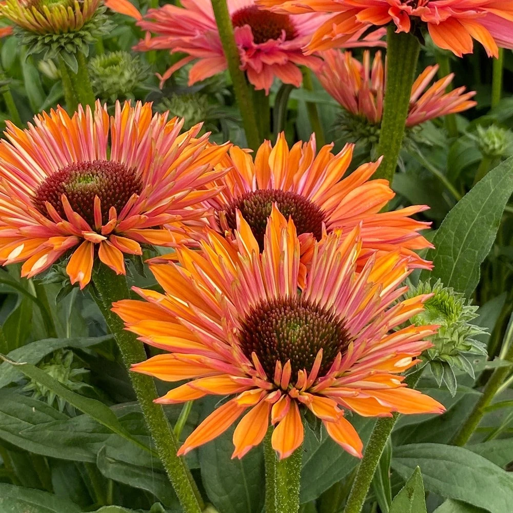 Echinacea SunSeekers Rainbow ('IFECSSRA') (PBR) (SunSeekers Series) - Image 4