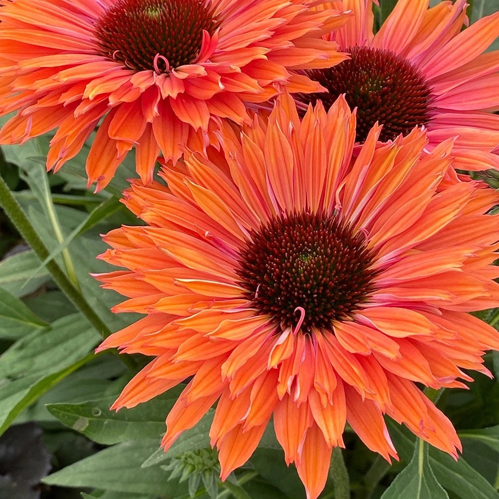 Echinacea SunSeekers Rainbow ('IFECSSRA') (PBR) (SunSeekers Series) - Image 5