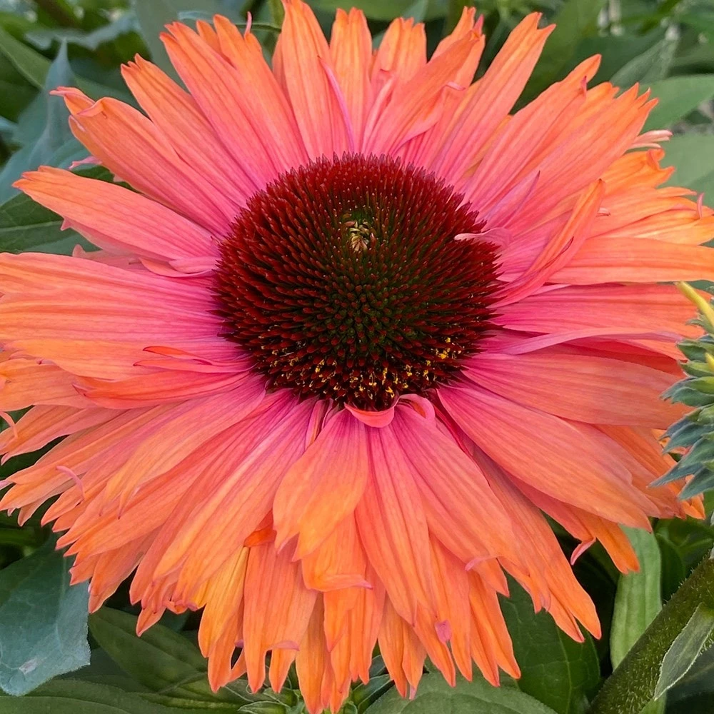 Echinacea SunSeekers Rainbow ('IFECSSRA') (PBR) (SunSeekers Series) - Image 6