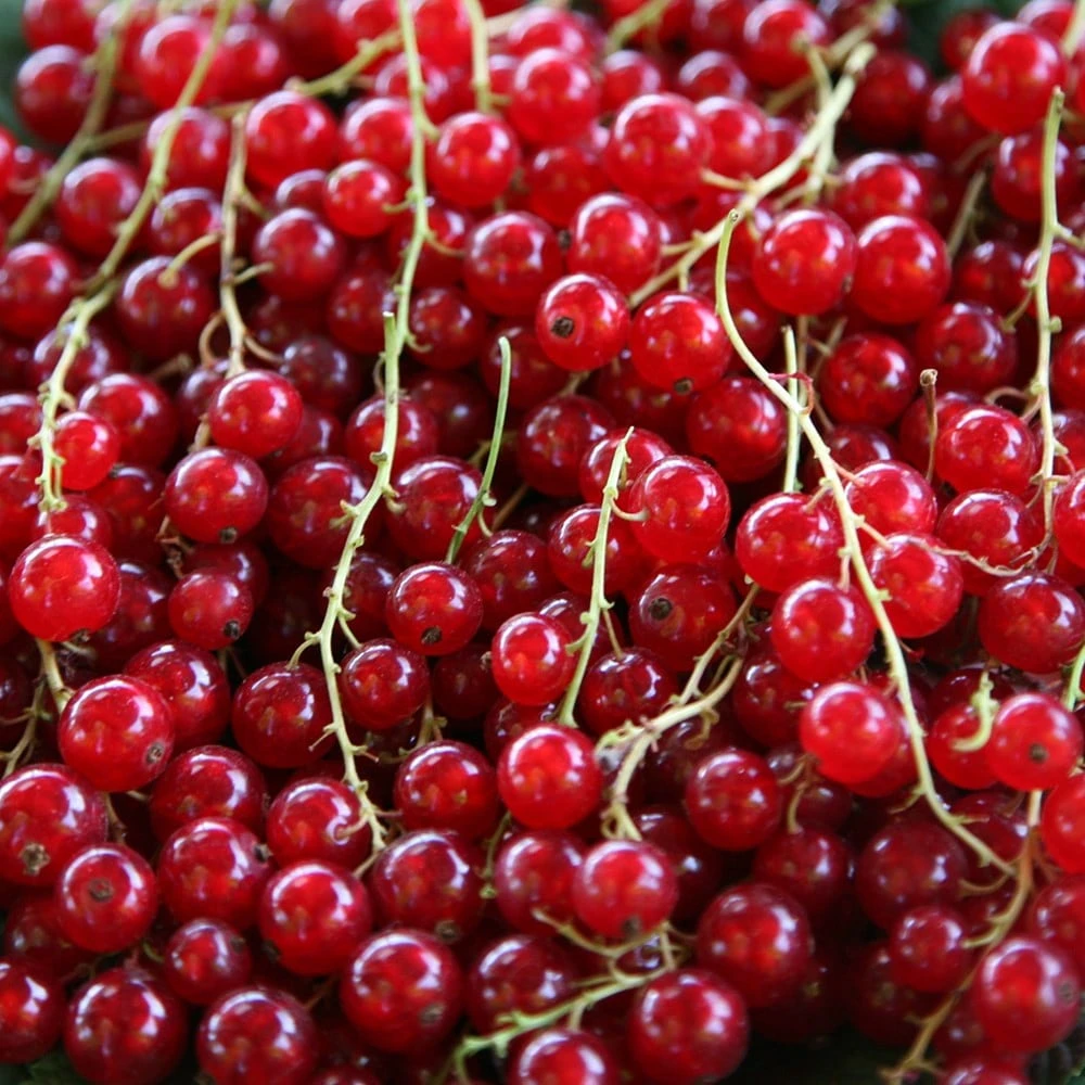 Redcurrant 'Jonkheer Van Tets' - Image 2