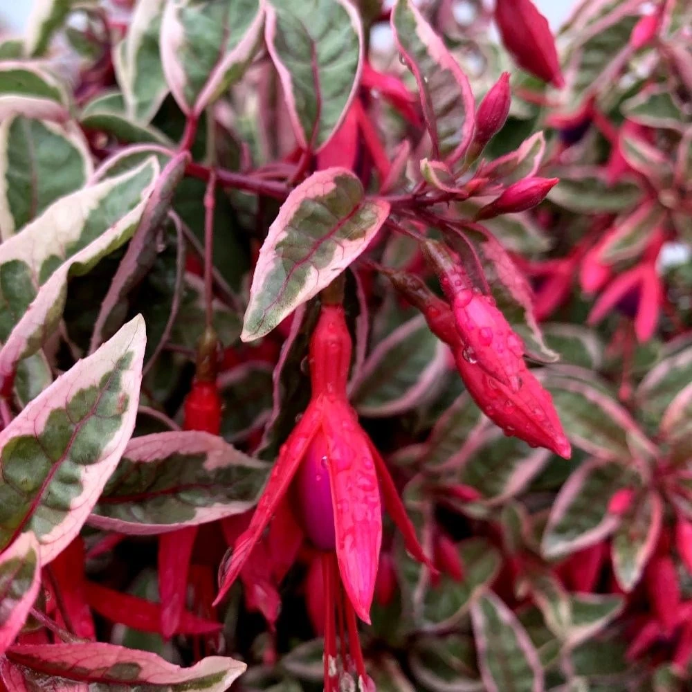 Fuchsia 'Sunray' - Image 2