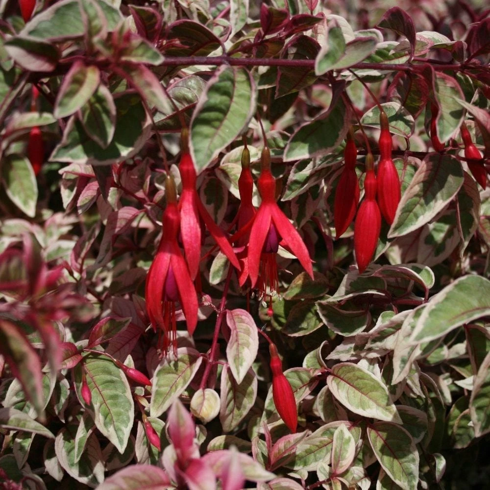 Fuchsia 'Sunray' - Image 3
