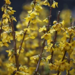 Forsythia × Intermedia 'Goldrausch'