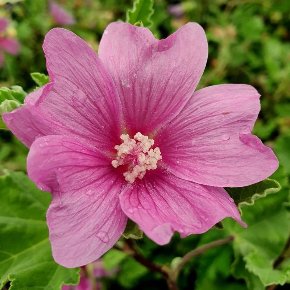 Malva × Clementii 'Burgundy Wine'