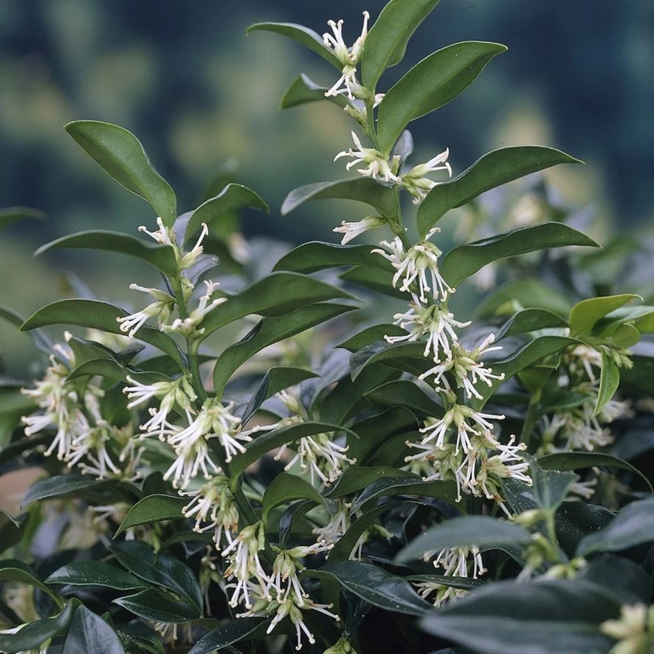 Sarcococca Hookeriana Var. Humilis