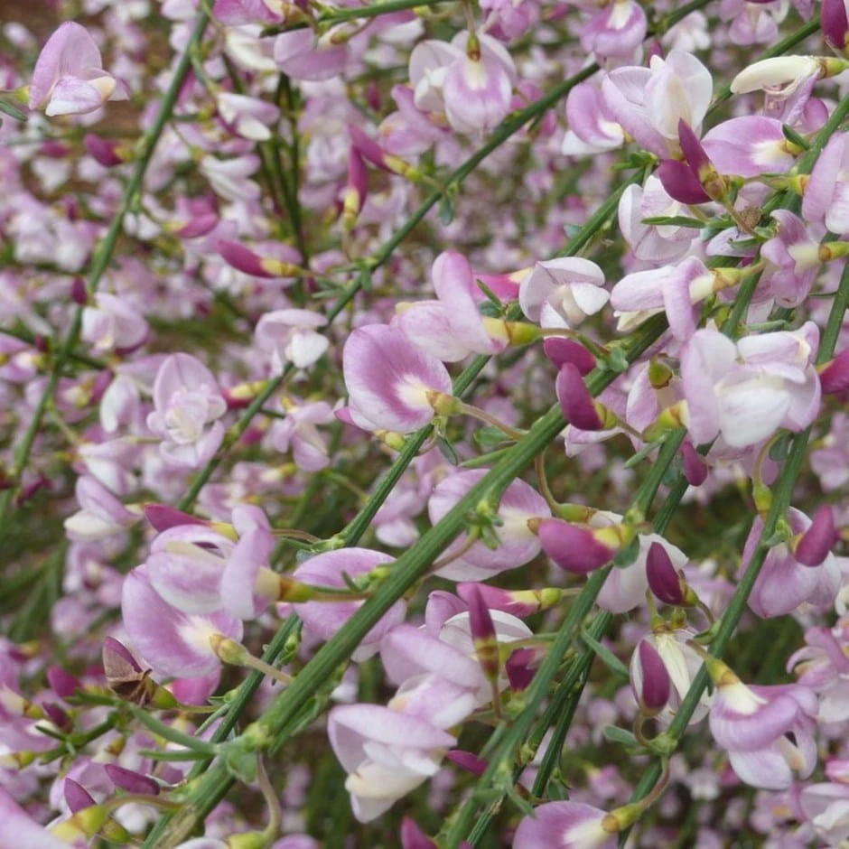 Cytisus 'Moyclare Pink'