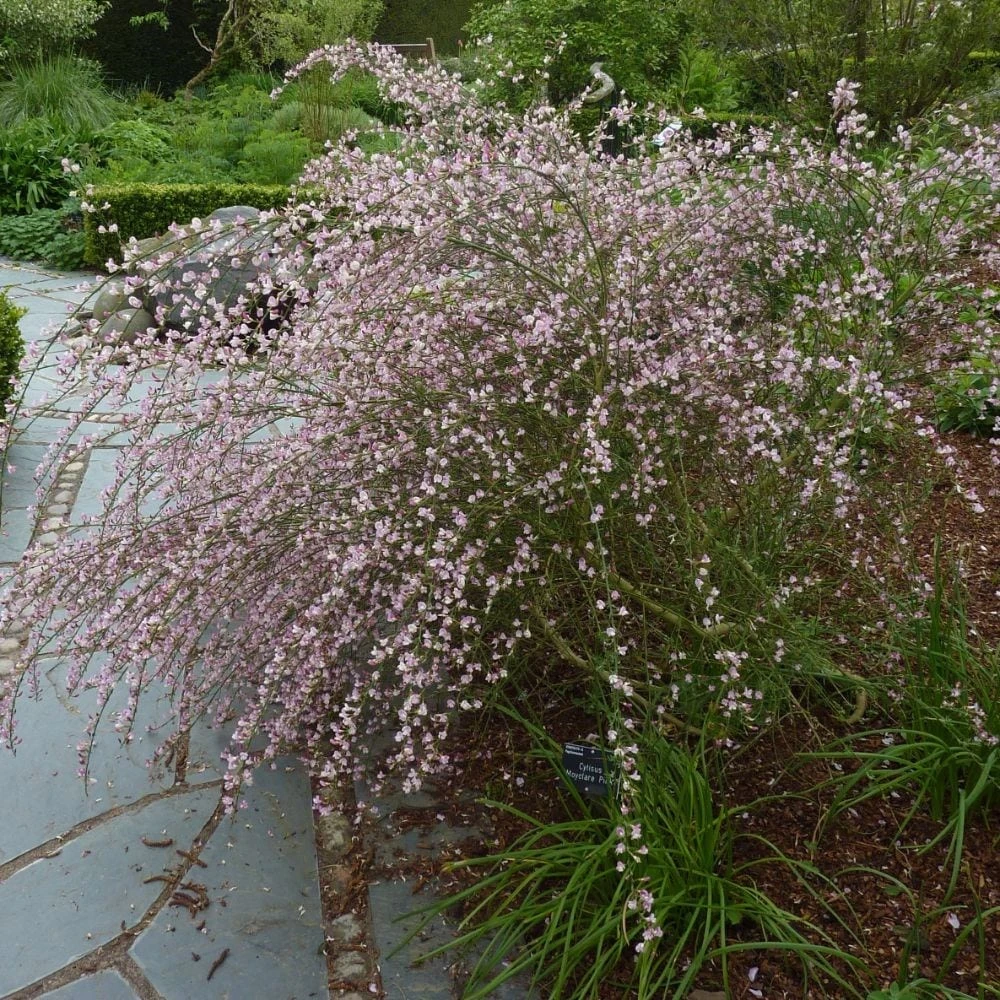 Cytisus 'Moyclare Pink' - Image 2