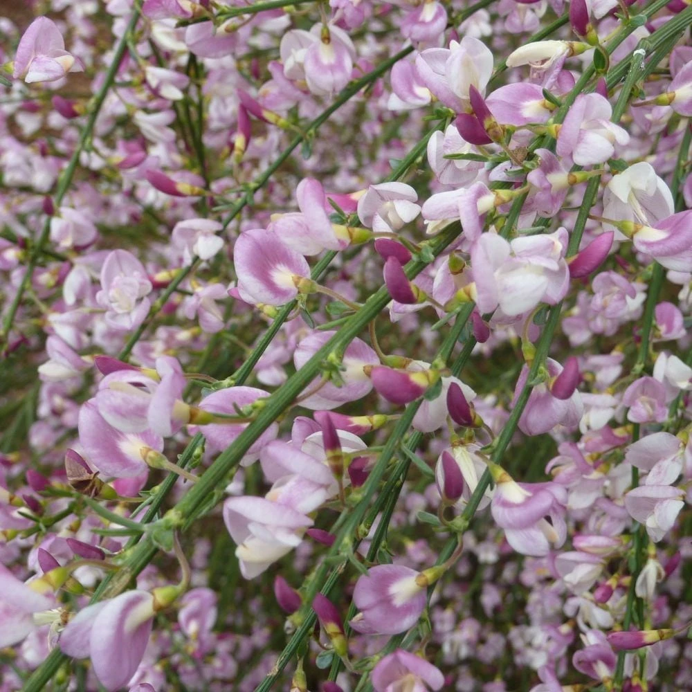 Cytisus 'Moyclare Pink' - Image 3