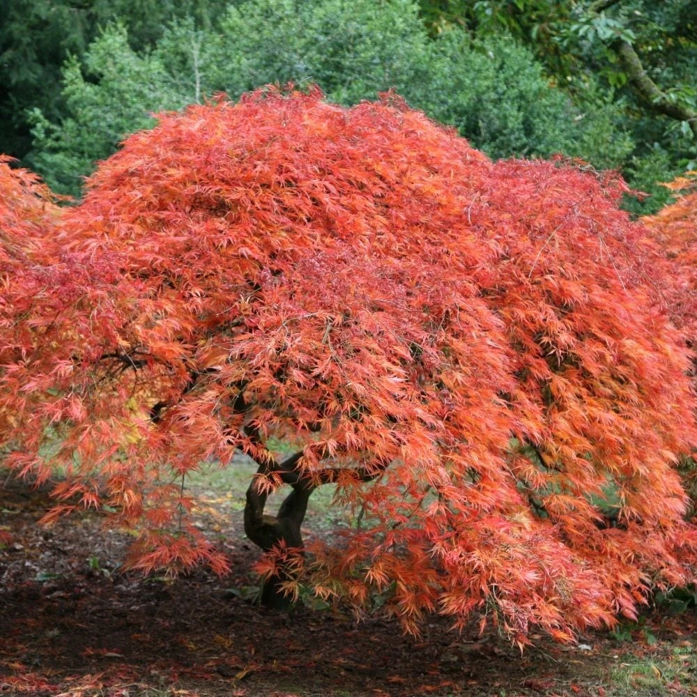 Acer Palmatum 'Dissectum' - Image 2