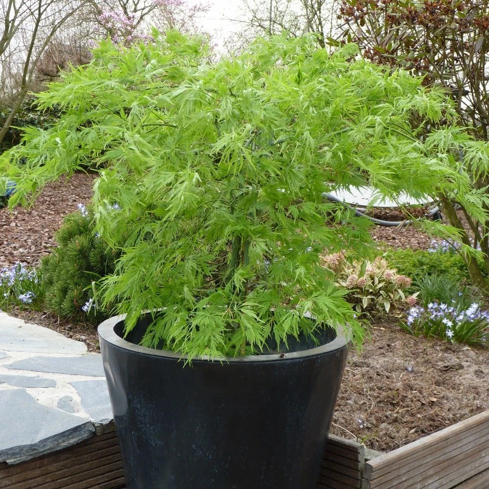 Acer Palmatum 'Dissectum' - Image 3