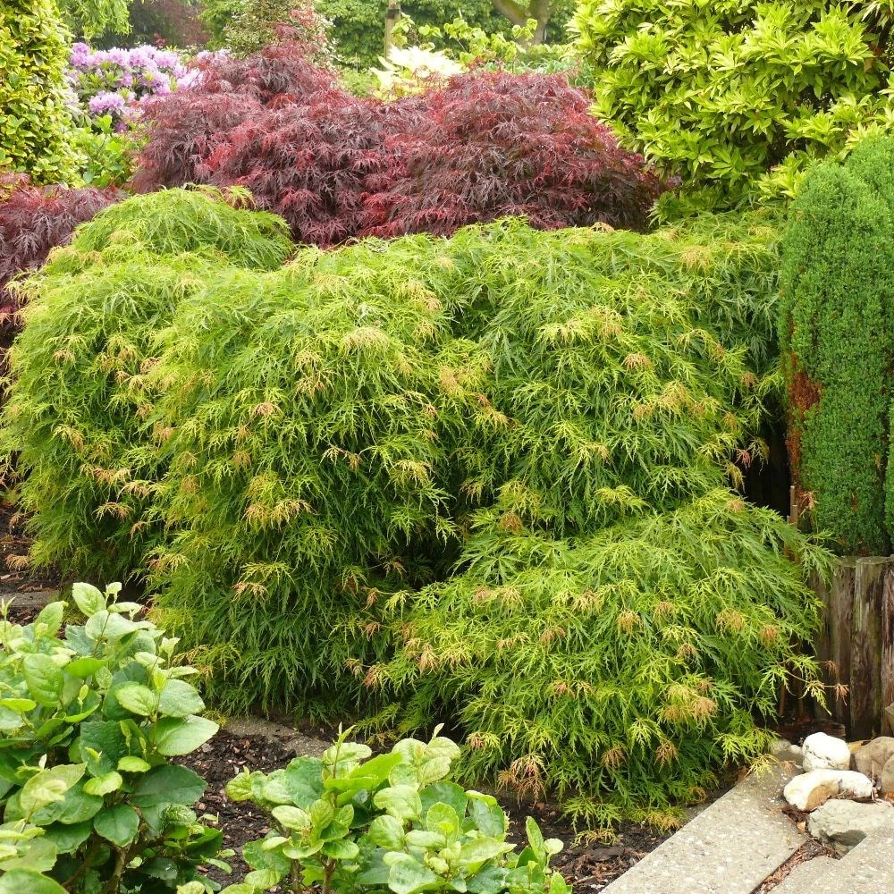 Acer Palmatum 'Dissectum' - Image 4