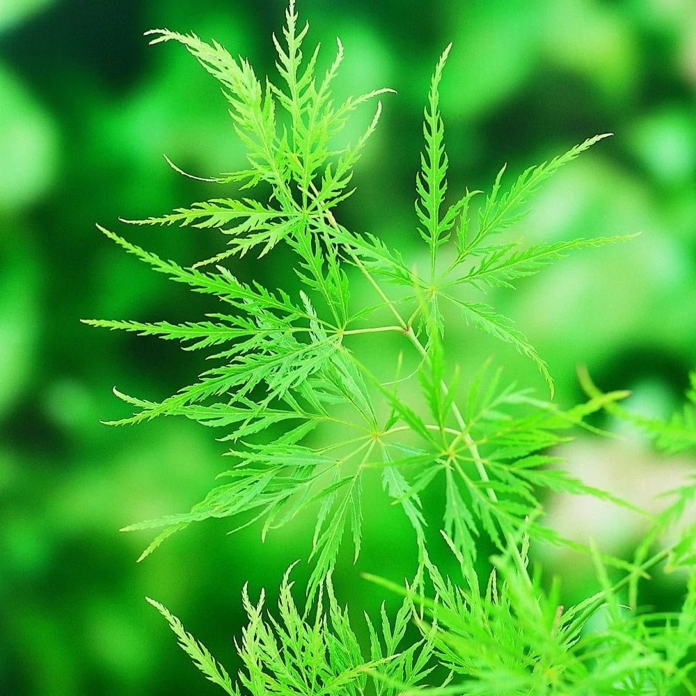 Acer Palmatum 'Dissectum' - Image 5